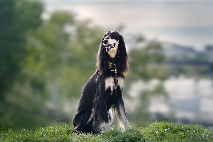 Saluki