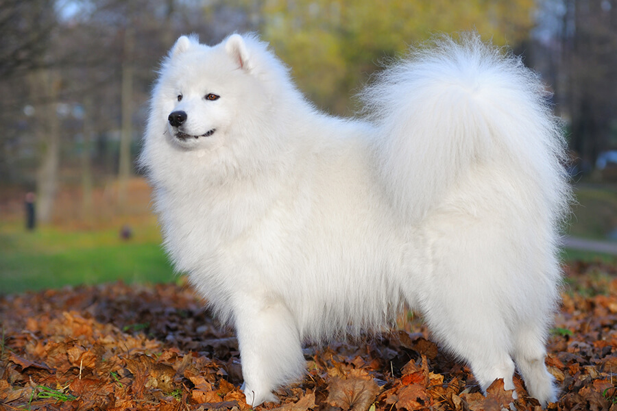 Samoyed