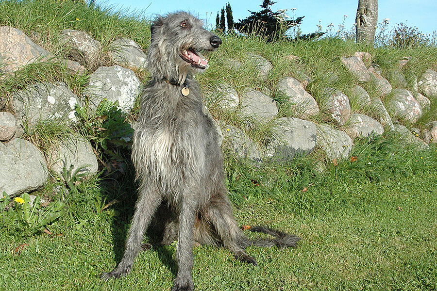 Deerhound