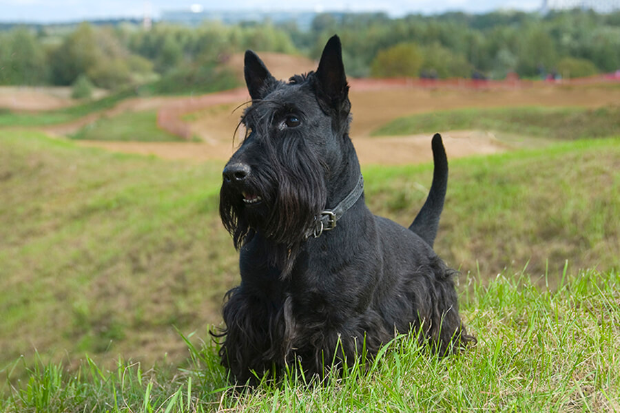 Scottish Terrier