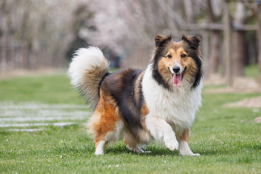 Shetland Sheepdog