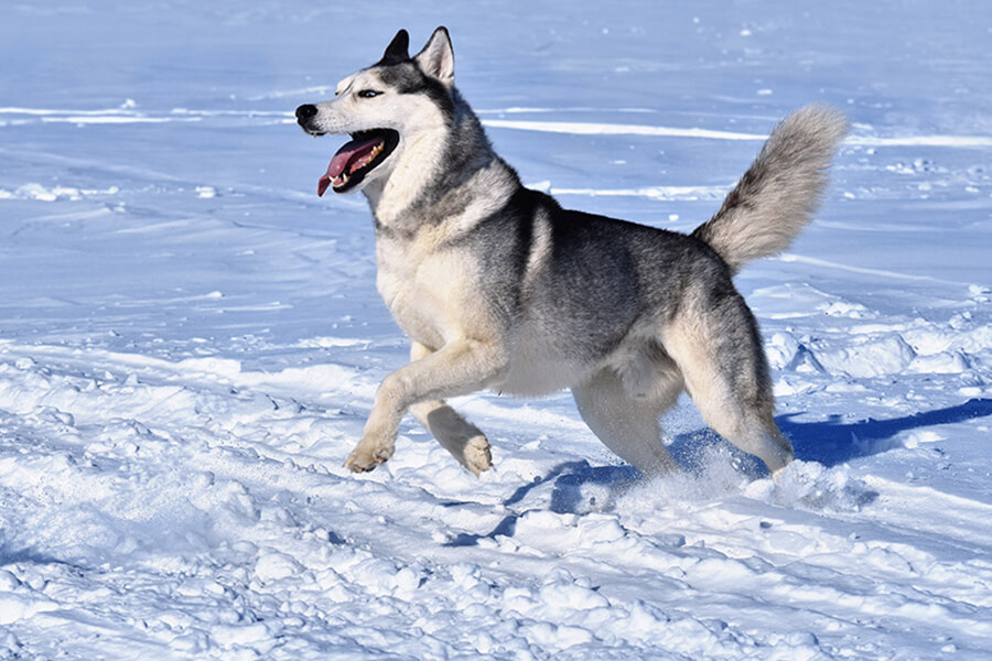 Siberian Husky