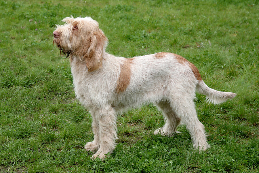 Italian Spinone