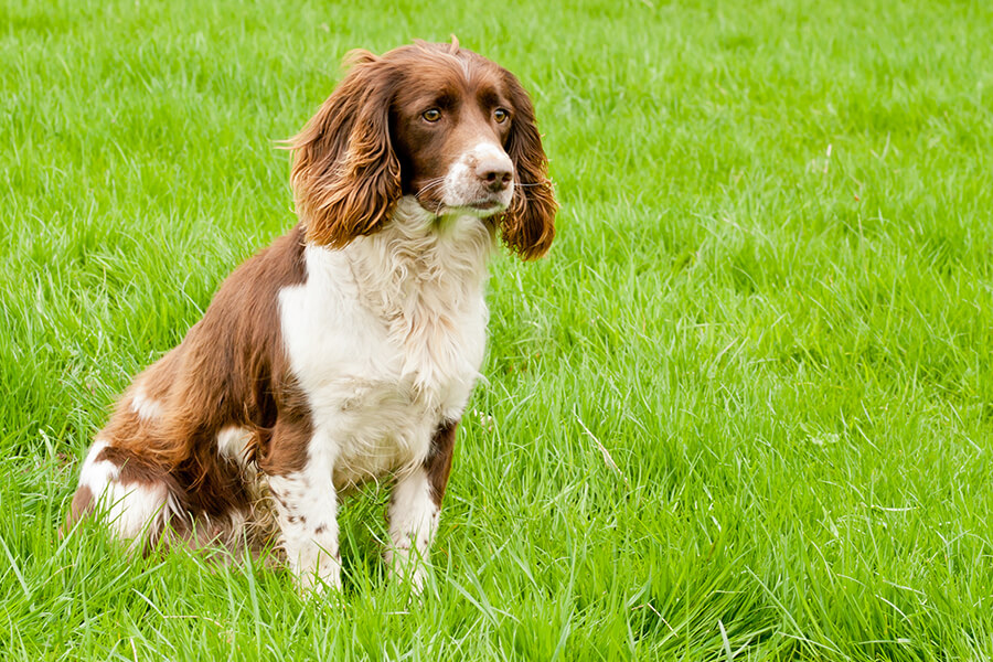 Spaniel Cocker