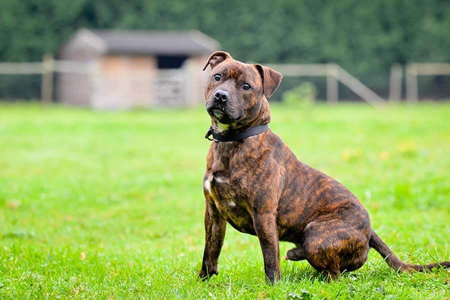 Staffordshire Bull Terrier.