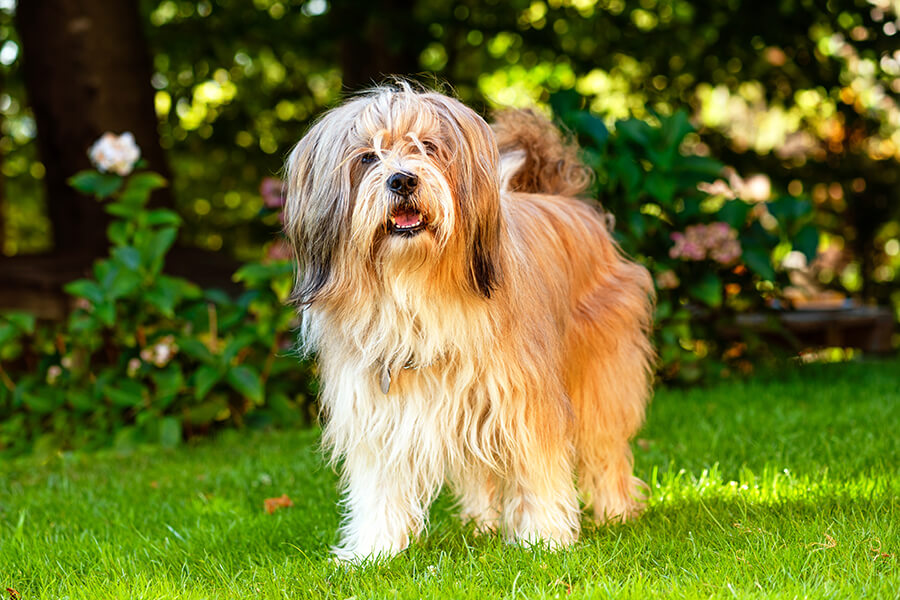 Tibetan Terrier