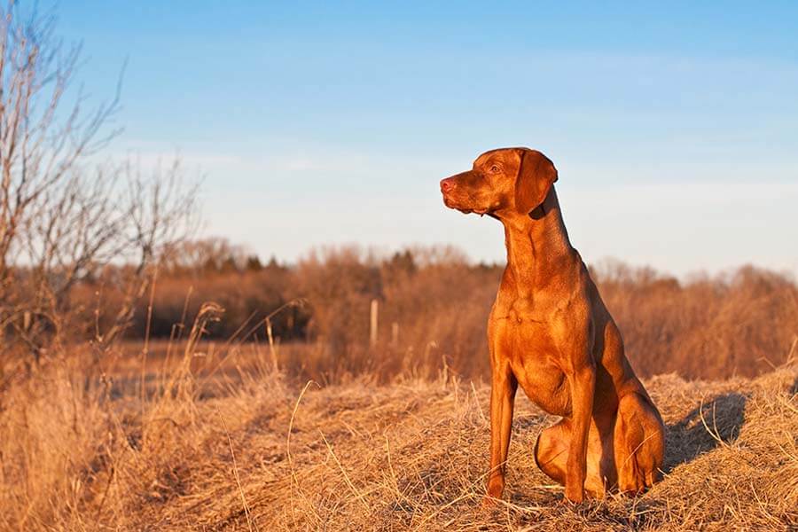 Vizsla