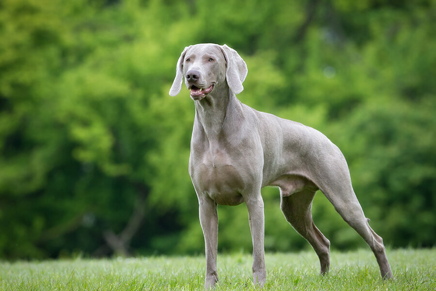 Weimaraner