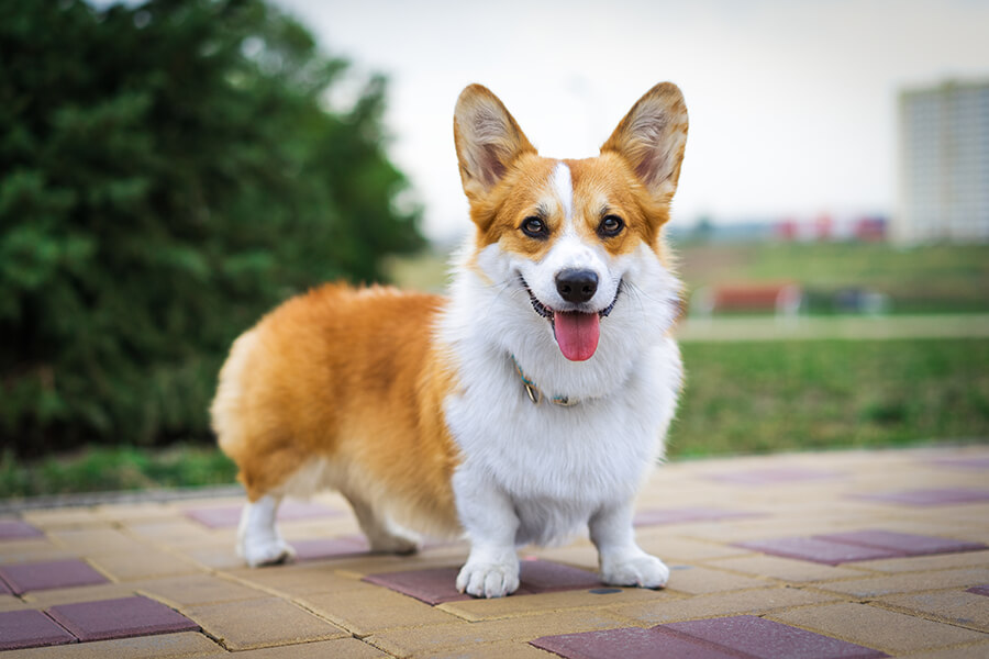 corgi