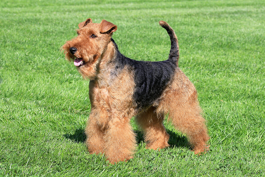 Welsh Terrier