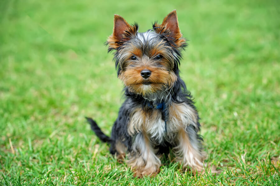 Yorkshire Terrier.