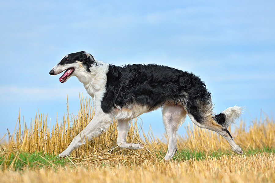 Borzoi