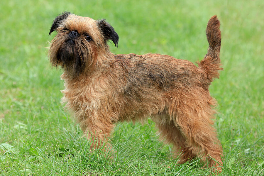 Cairn Terrier