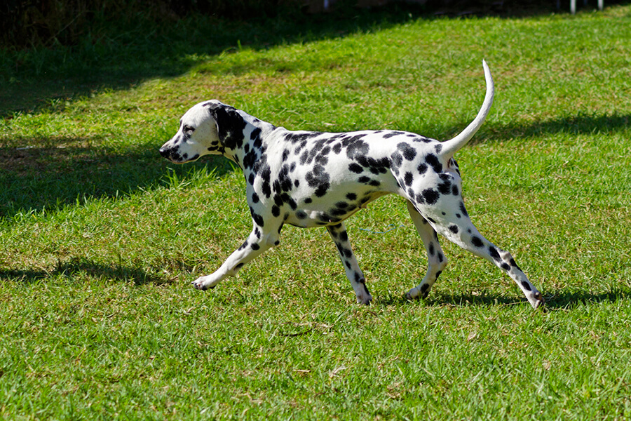 Dalmation