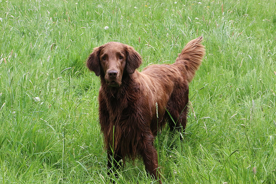 Retriever Flat Coated