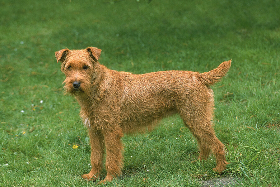 Irish Terrier