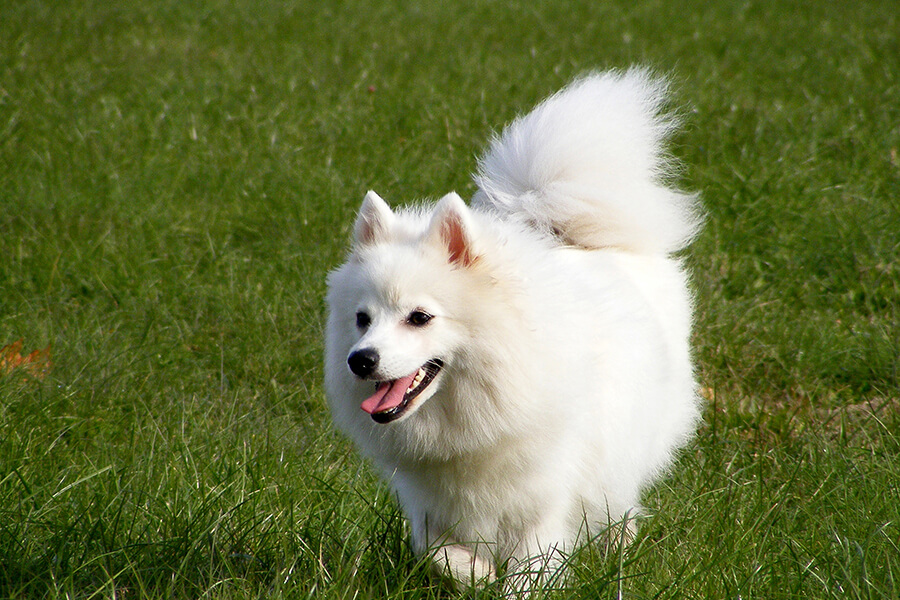 Japanese Spitz