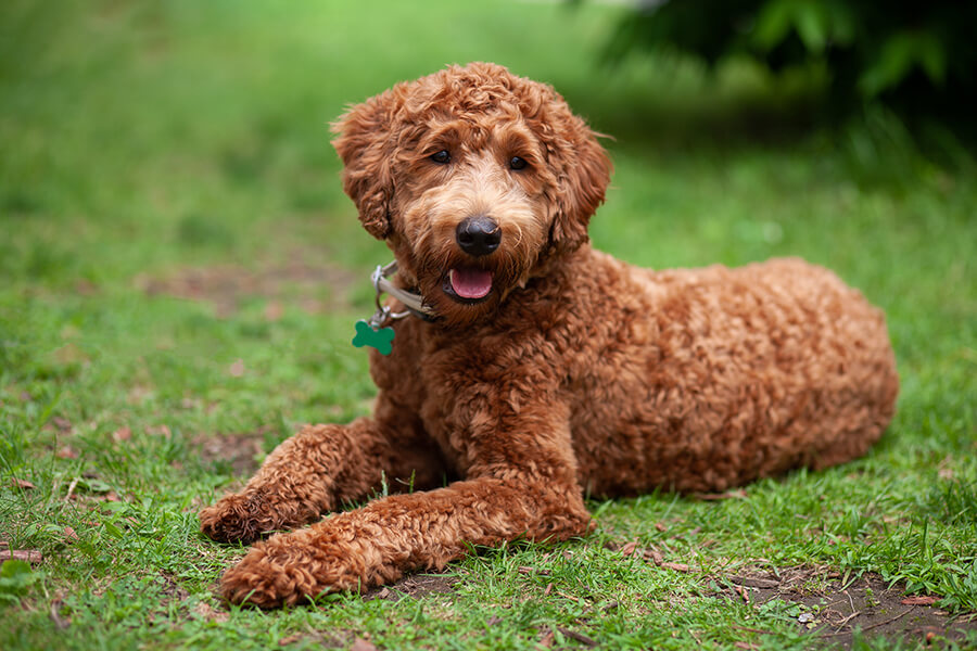 Lovely Labradoodle