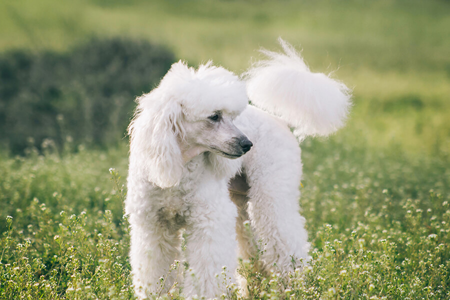 Poodle - Miniature, small, standard