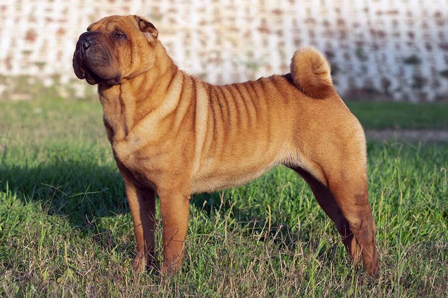 Shar Pei