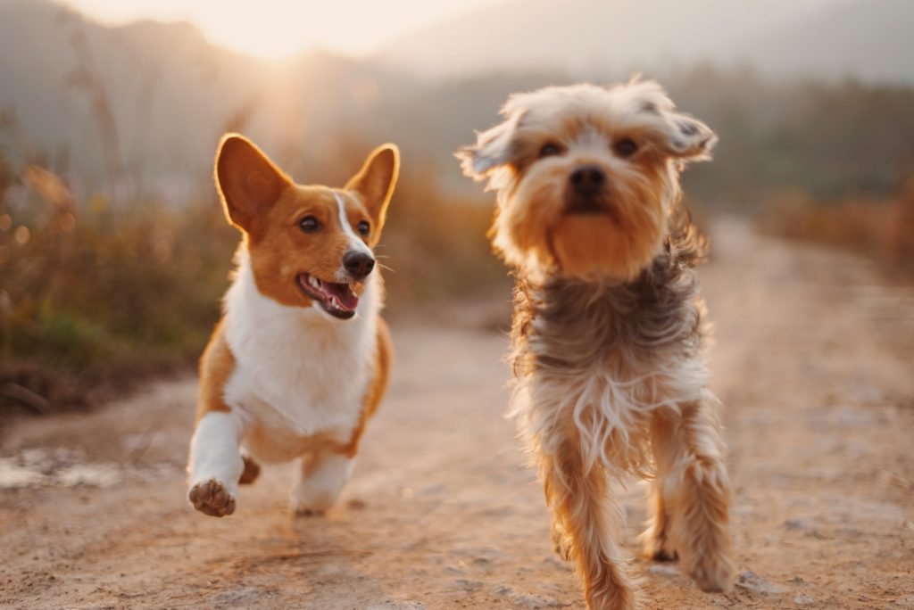 Puppies running in the UK