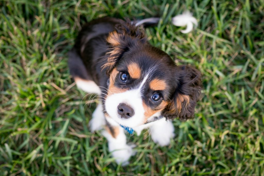 Mixed breed dog