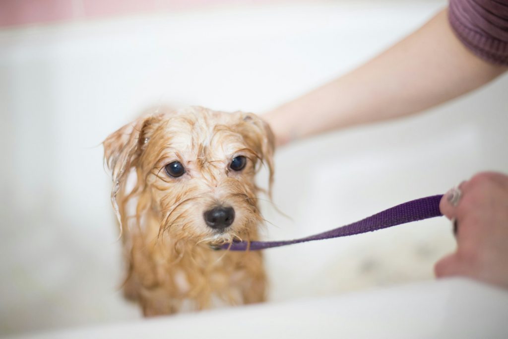 Puppy grooming and bathing