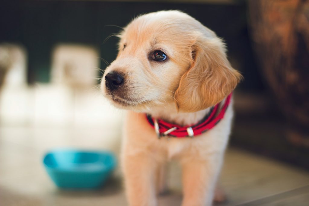 Puppy with a food bowl