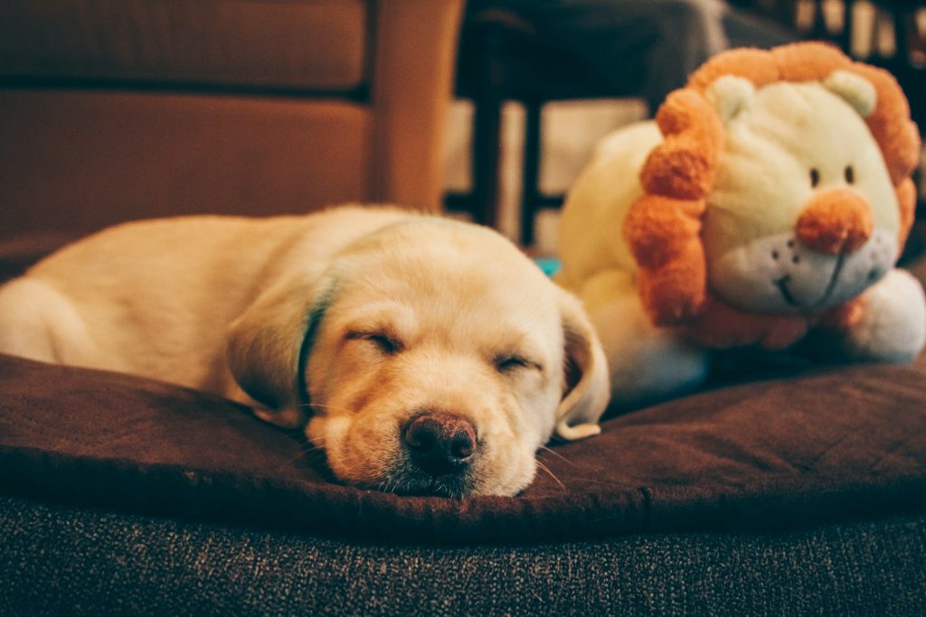 Labrador Retriever puppy sleeping