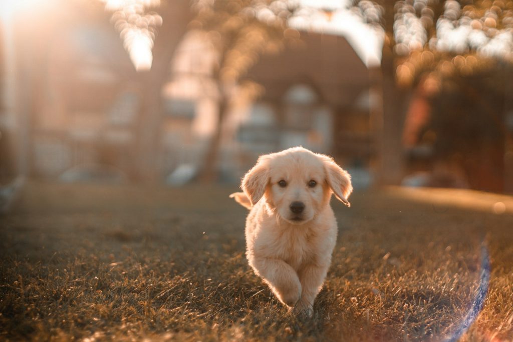 Golden retriever puppy running