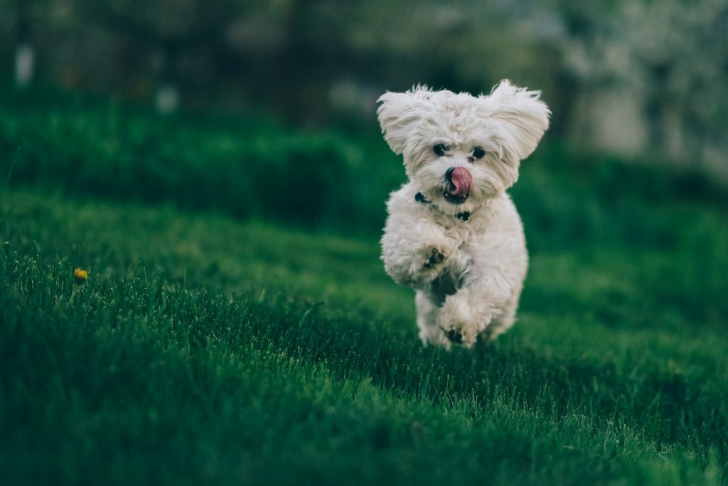 Bichon Frise puppy running