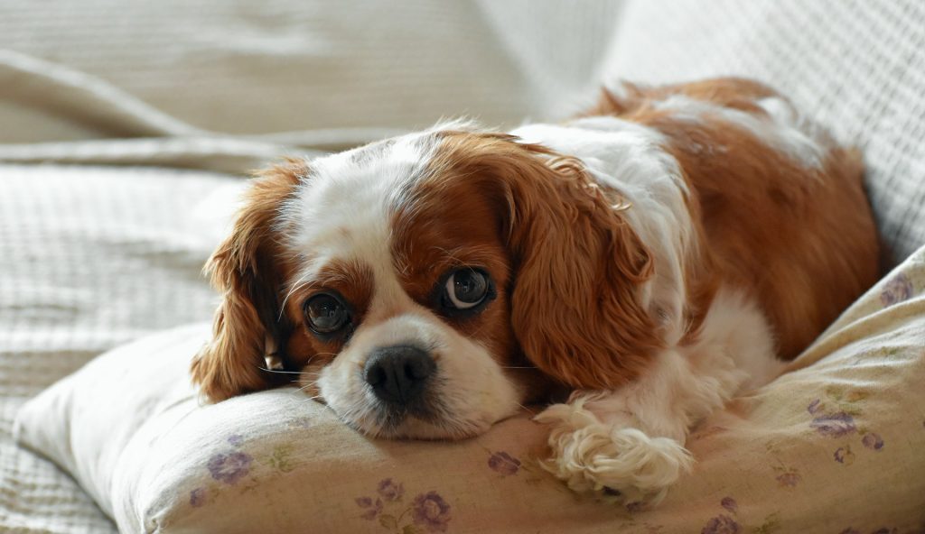 Cavalier King Charles Spaniel puppy sleeping