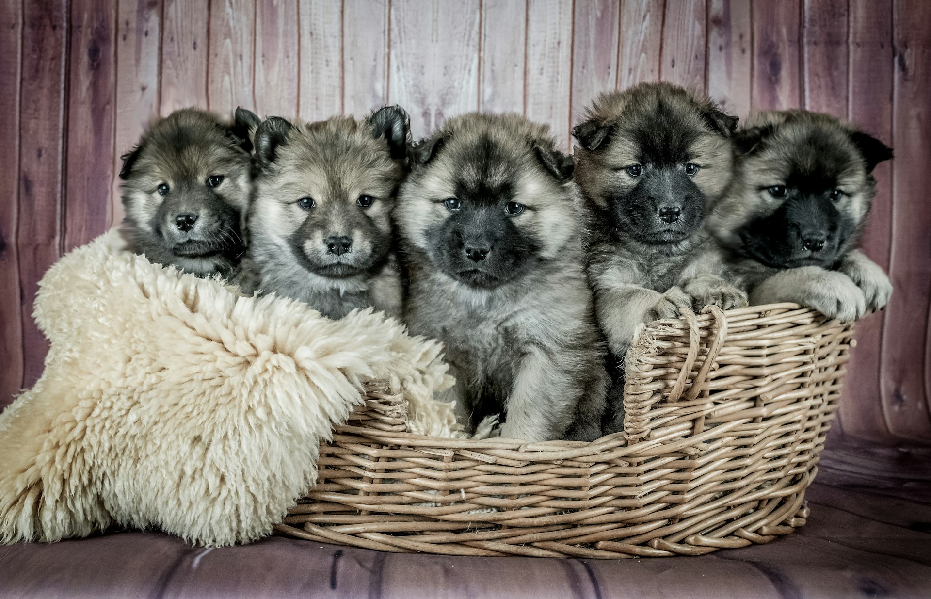 How to Find a Reputable Dog Breeder in the UK