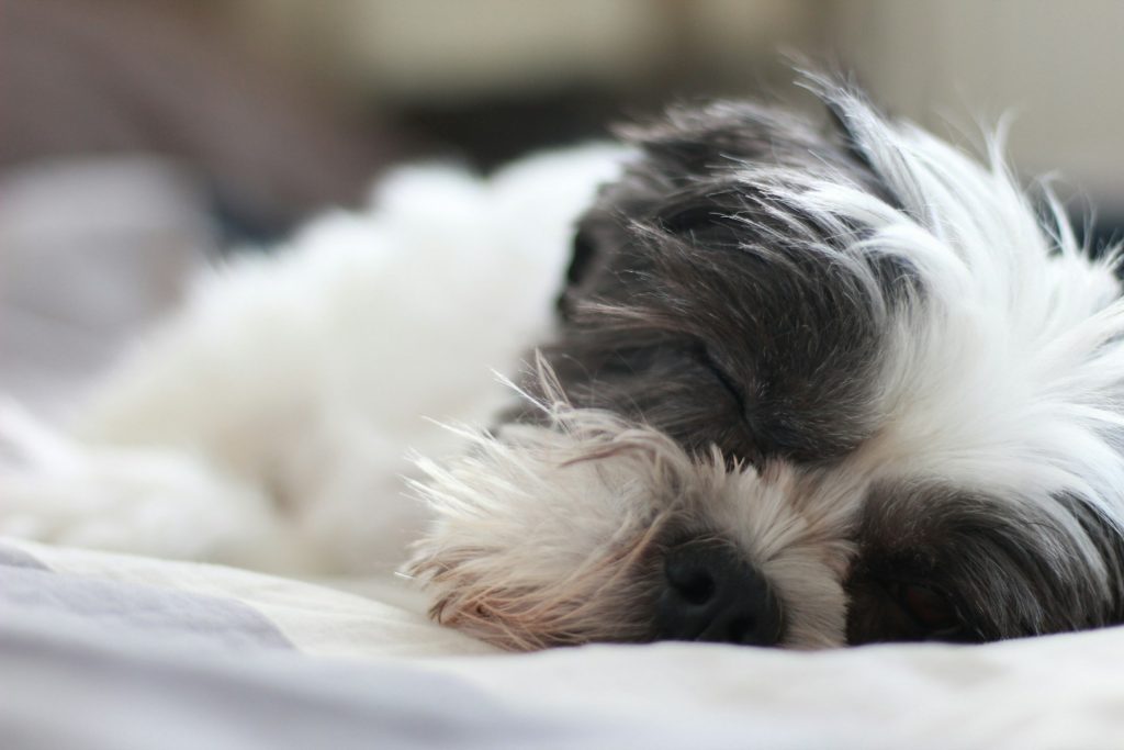 Shih Tzu puppy sleeping