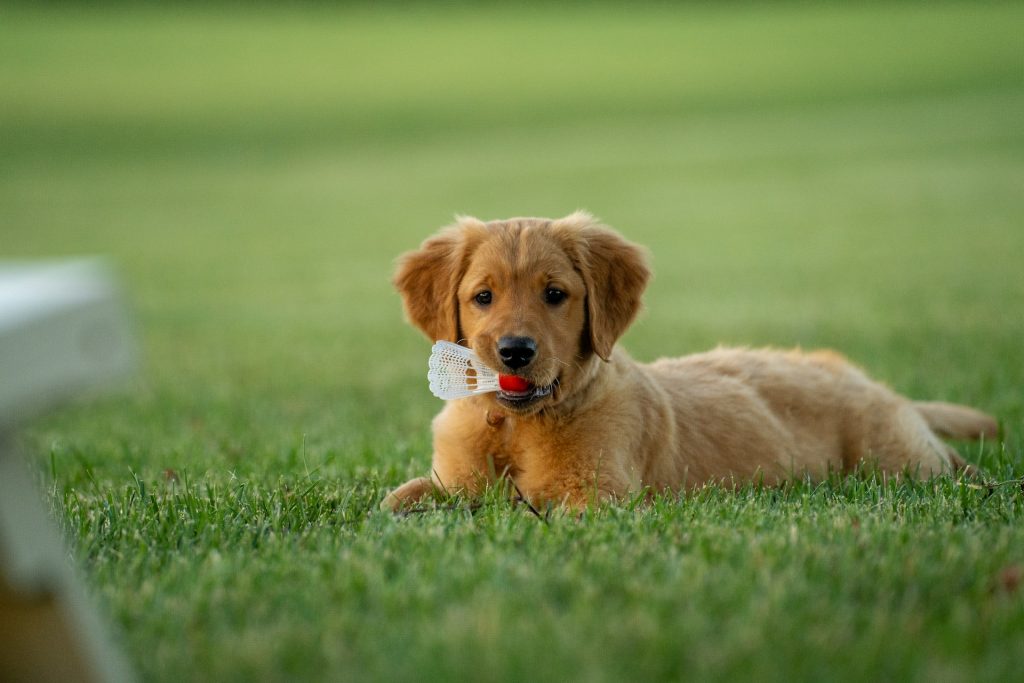 Puppy exercising