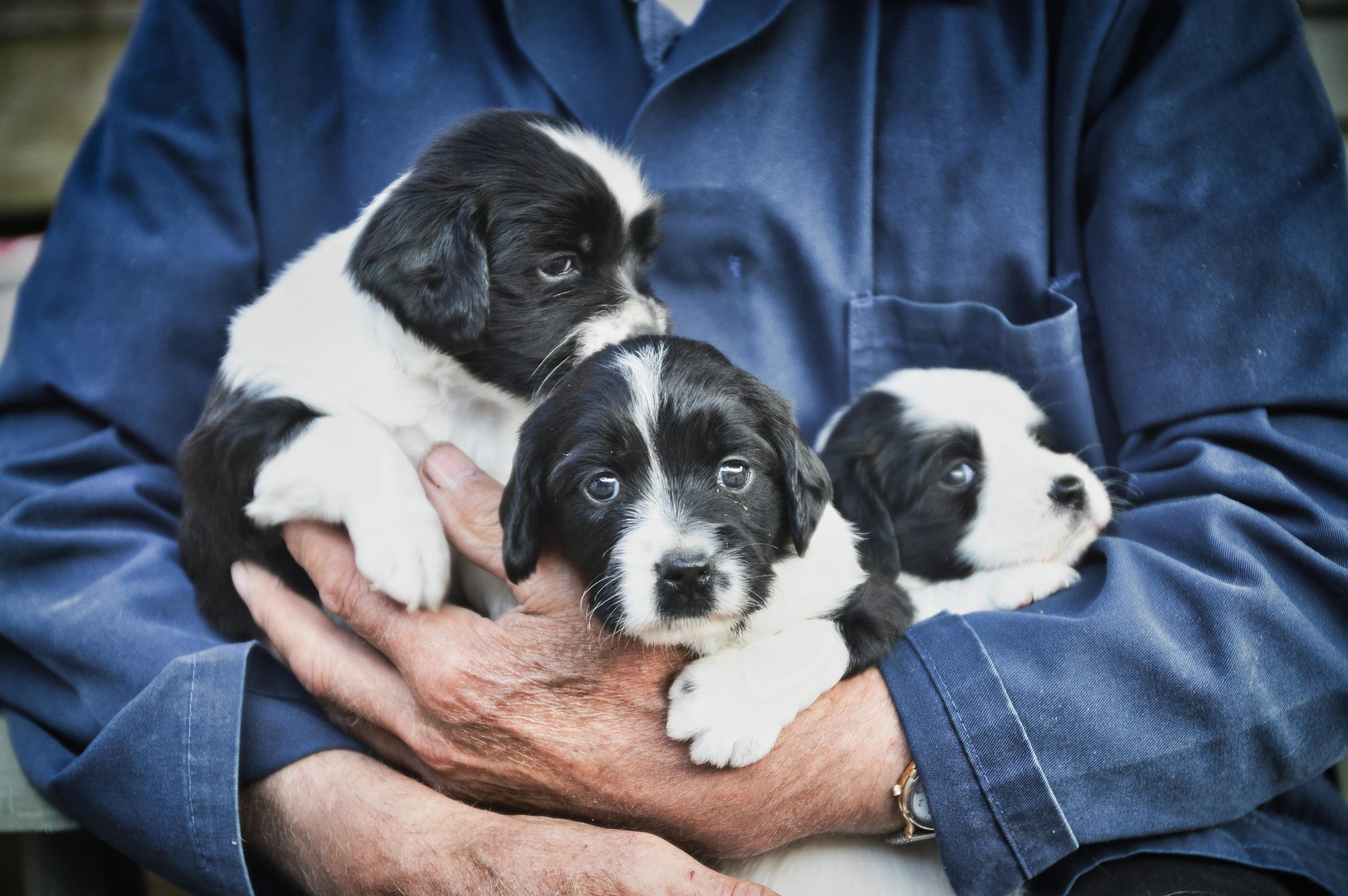 A Step-by-Step Guide to Adopting a Dog in the UK