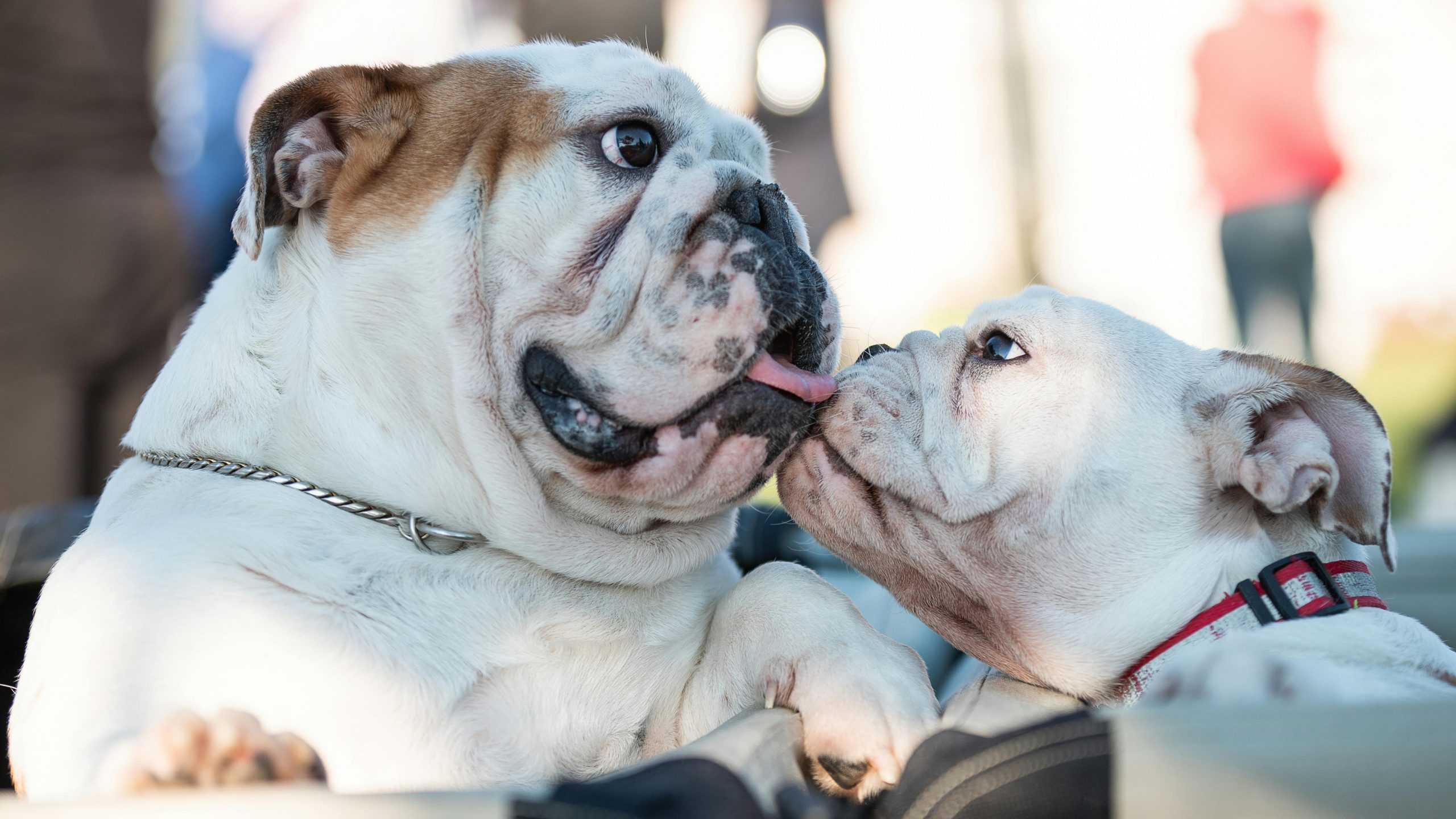 The Benefits of Getting a Puppy with an Older Dog